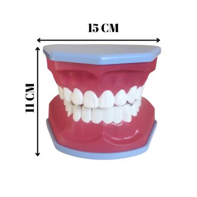 Diş Fırçalama Modeli- Diş Eğitim Modeli